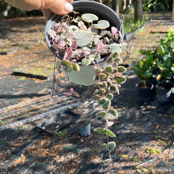 Accents Varigated Hoya String Of Hearts 4inchceropegia Woodii